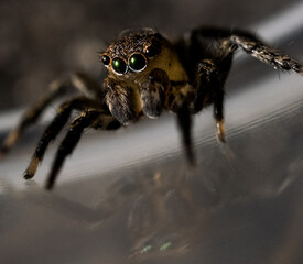 Macro of Jumping Spider Close up Headshot