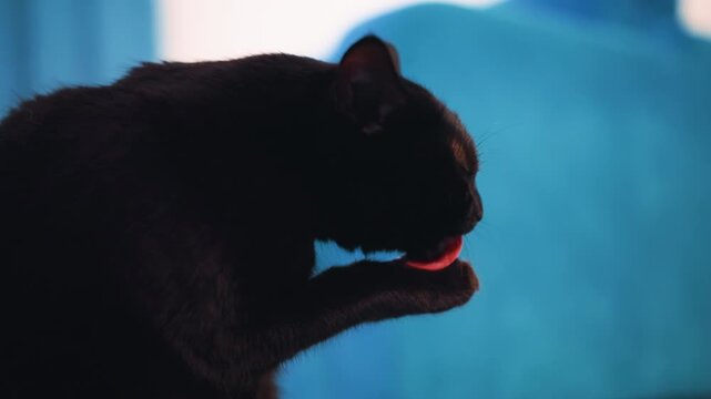Pet Relaxes As It Gently Cleans Its Foot, Peaceful Domestic Scene Featuring Cat Licking Its Front Paw Thoughtfully, Tranquil Moment Captured Of Black Cat Delicately Grooming Itself On Cozy Sofa