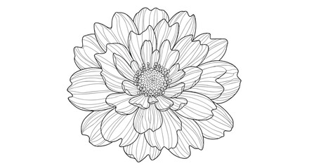 Fototapeta premium Detailed black and white line art illustration of a zinnia or dahlia flower head viewed from above for botanical designs.