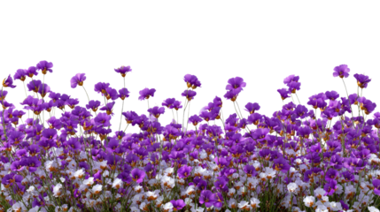 Fields of Lavender: A field of delicate lavender blooms, swaying gently in the summer breeze, fills the frame with their vibrant hues and intoxicating fragrance.