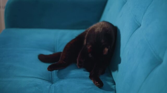 Playful Feline Perched On Soft Sofa In Home, Happy Cat Relaxing Peacefully On Colorful And Plush Furniture, Cheerful Kitty Chairs And Lounges Comfortably On Vibrant Furniture In Warm Home