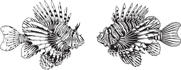 Set of sketch hand drawn lionfish isolated on transparent background design element © MDMomin