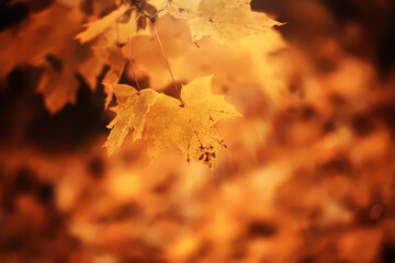 Naklejka premium Lively closeup of falling autumn leaves with vibrant backlight from the setting sun