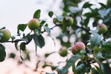 Fototapeta premium Apple trees with ripe fruit captured in soft bokeh light, creating a warm, dreamy and natural atmosphere. The blurred background enhances the freshness, color, and organic beauty of the apple
