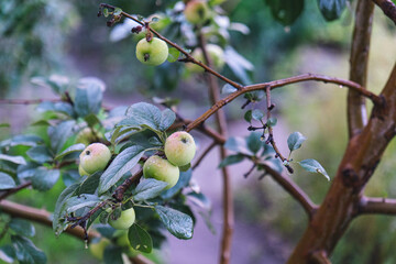 Apple trees with ripe fruit captured in soft bokeh light, creating a warm, dreamy and natural atmosphere. The blurred background enhances the freshness, color, and organic beauty of the apple