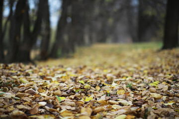 Naklejka premium Autumn Leaves on a Forest Path in a Serene Woodland Setting