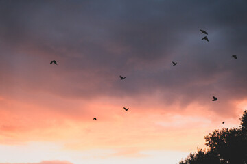 Dramatic sunset sky with flying birds. Moody, colorful clouds and natural landscape, perfect for nature, wildlife, and atmospheric concepts.