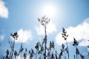 Sunlit Wildflowers Against a Clear Blue Sky with Soft Cloud Scatter