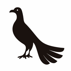 Elegant black bird with long tail feathers silhouette on white background