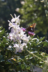 Butterfly in the National Cathedral garden