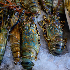 fresh lobster in the market