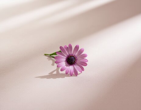 Closeup of a pink daisy flower blossom against a soft begie background showcasing its natural beauty and spring color