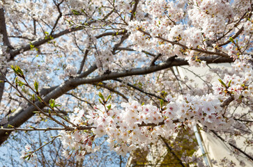 春に咲く満開の桜