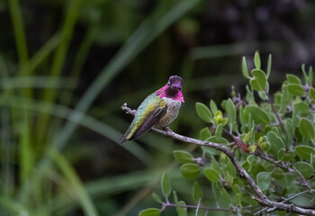 male anna's hummingbird with red neck 