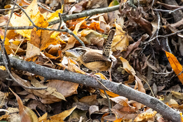 Carolina wren 