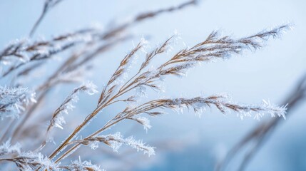 Obraz premium Delicate grass blades covered in frost sway softly in the cold air, creating a serene winter scene. The light, icy frost covers the tips, sparkling in the bright daylight.