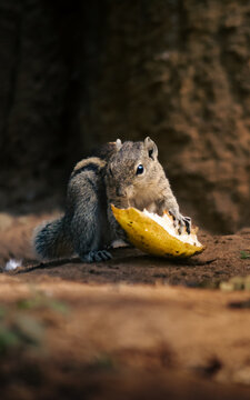 Indian palm squirrel eating 