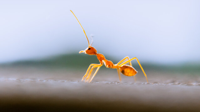 Red ant on the ground