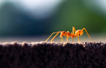 Red Ant