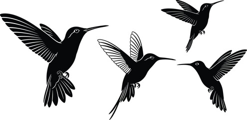 Hummingbird silhouette, flying bird vector, nature illustration, wing motion graphic, black and white design, tropical wildlife clipart