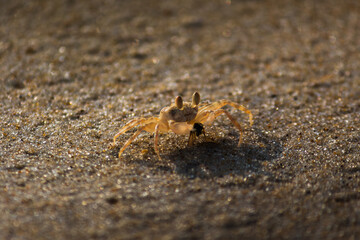 Baby Crab On The Sand Beach in its natural habitat