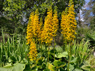 Ligularia sibirica yellow flowers in natural environment. Herbaceous perennial plant from Asteraceae family.