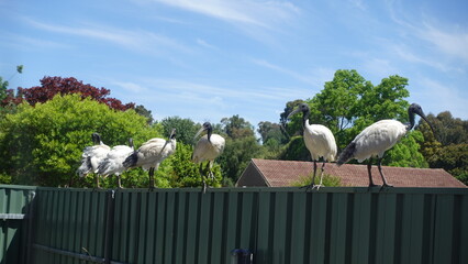 A groups of Australian White Ibis (Threskiornis molucca) birds or Bin Chickens standing in line on fence, a wading bird, It is widespread across much of Australia.