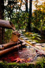 日本の秋、紅葉が浮かぶ手水舎