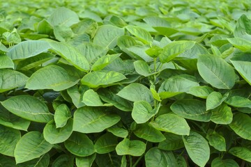 Field of Soybean Plants Growing in Sunlight