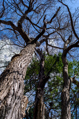 晴れた日の森の下から見上げる葉の無い木。絡み合うような枝のフラクタル。