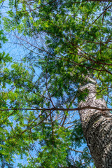 下から見上げる緑の葉の大きな木。青空の背景が穏やかな森の雰囲気。自然に対する畏怖の念とポジティブな成長の印象。