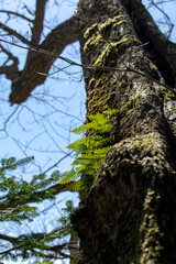 森の木の幹から生えた新芽。自然の営みと生命力。