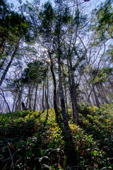 太陽の光が差し込む美しい森。空を背景に立ち並ぶ木々を見上げる。逆光と影のコントラスト。