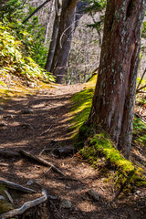 晴れた日の自然の森のトレイル。明るい日差しと木々の影。