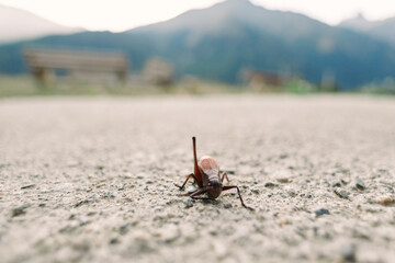 Grasshopper insect closeup on pavement with blurred mountain landscape in background. Macro outdoor nature scene showing small cricket on road surface with shallow depth of field.