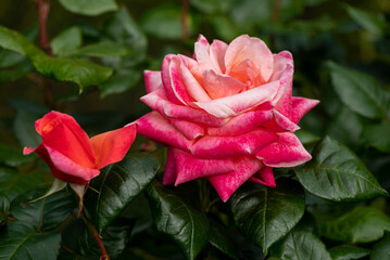 Fototapeta premium red rose flower