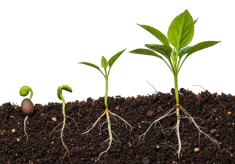 Stages of plant growth seedling in soil with visible root system