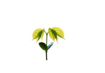 Small plant seedling with vibrant green leaves against a transparent backdrop
