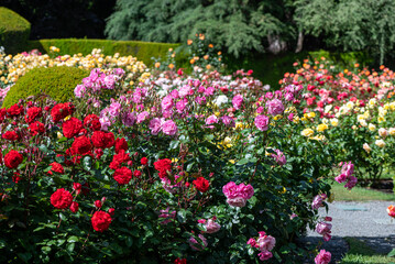 Roses in Christchurch rose garden