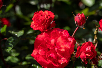 red roses in the garden