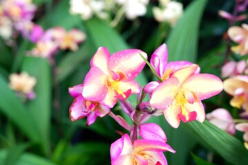 Obraz premium Close-Up of Spathoglottis Plicata Orchid Blossoms