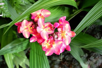 Ground Orchid Spathoglottis Plicata in Full Bloom