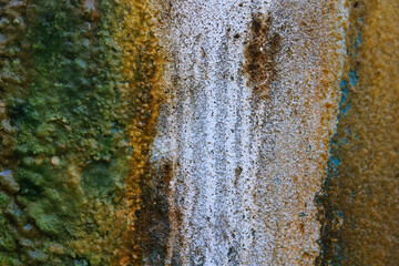 Colorful Moss Texture on Wet Surface