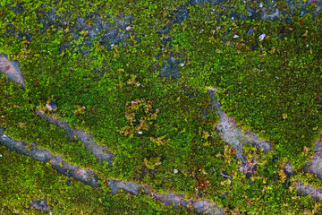 Green moss on stone surface. Abstract background and texture for design