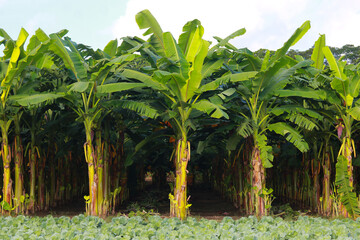 Cabbage field in the countryside with banana tree in the background