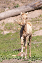 Wild horse baby colt palomino in the Apache Sitgreaves National Forest mountains in Heber Arizona United States