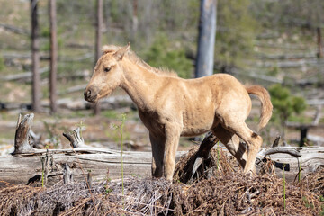 Wild horse baby colt in the Apache Sitgreaves National Forest mountains in Heber Arizona United States