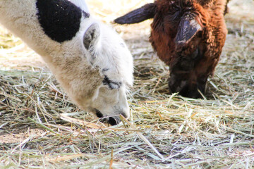 Obraz premium Alpaca white baby animal eats food