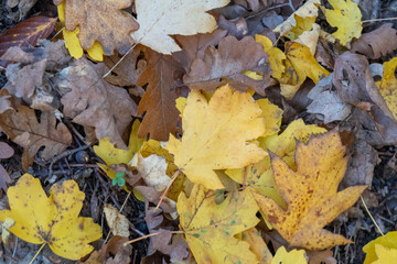 Autumn leaves, fall foliage, forest floor with vibrant golden seasonal beauty