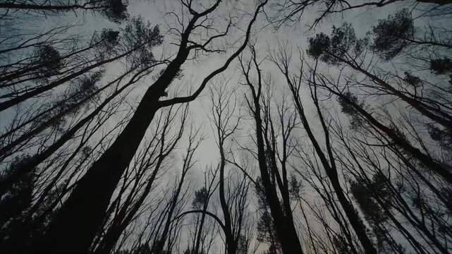Tall trees silhouetted against gray sky in forest